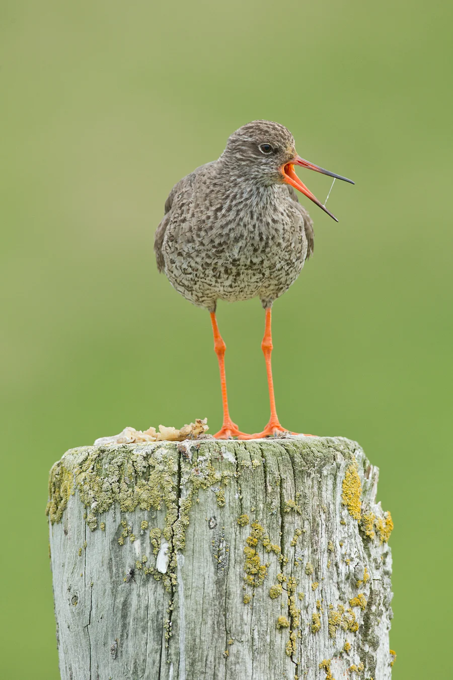 Common Redshank, Flatey June 2013