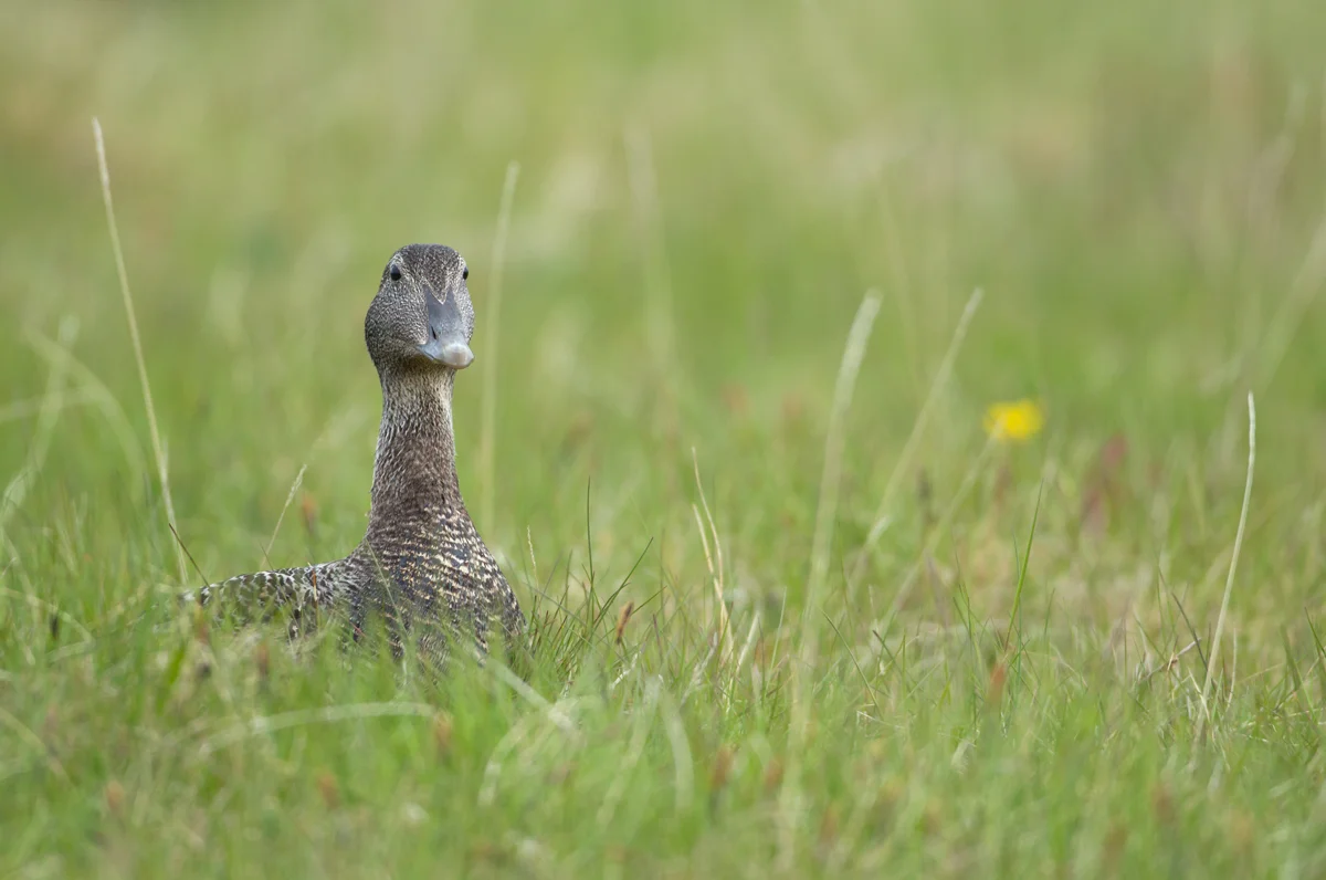 Common Eider, Flatey June 2013