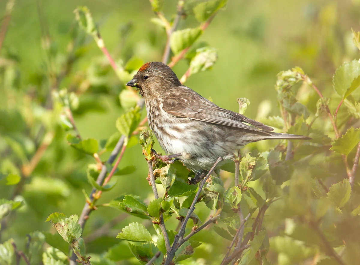 'Northwestern' Redpoll, Hellisandur June 2013