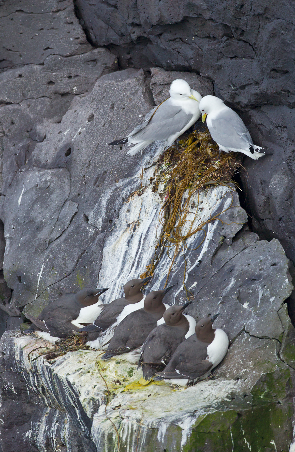 Brünnich's Guillemot, Onverdarnes June 2013