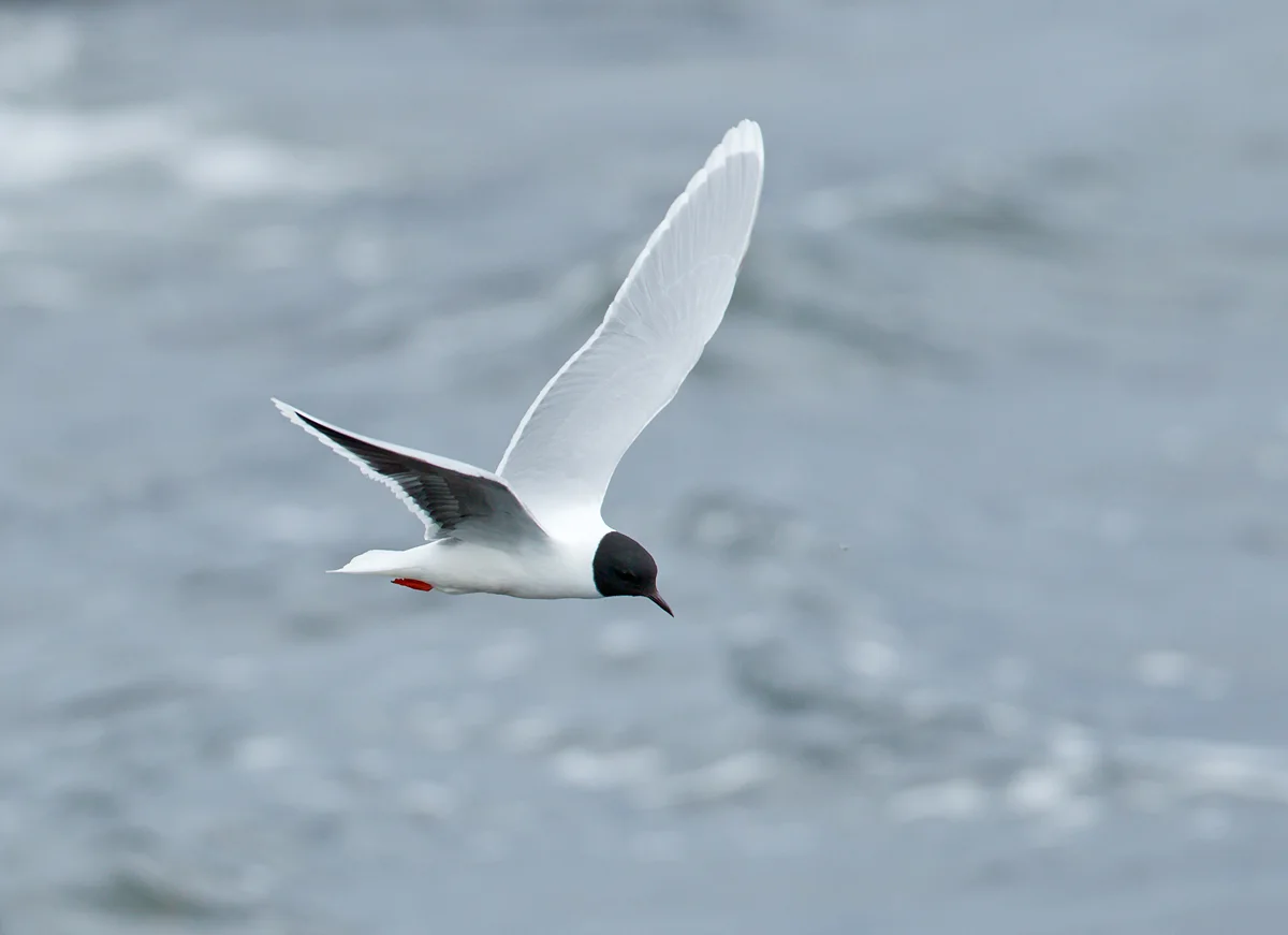 Little Gull, Lake Myvatn June 2013