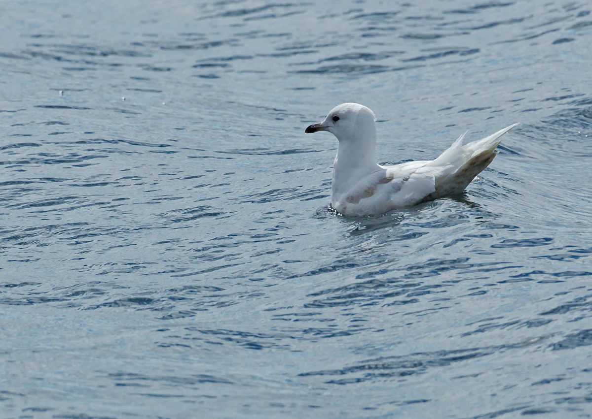 Iceland Gull, Húsavík June 2013