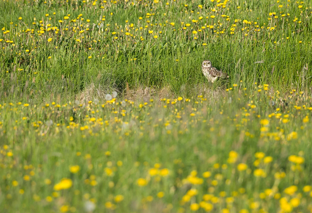 Short-eared Owl, Akureyri June 2013