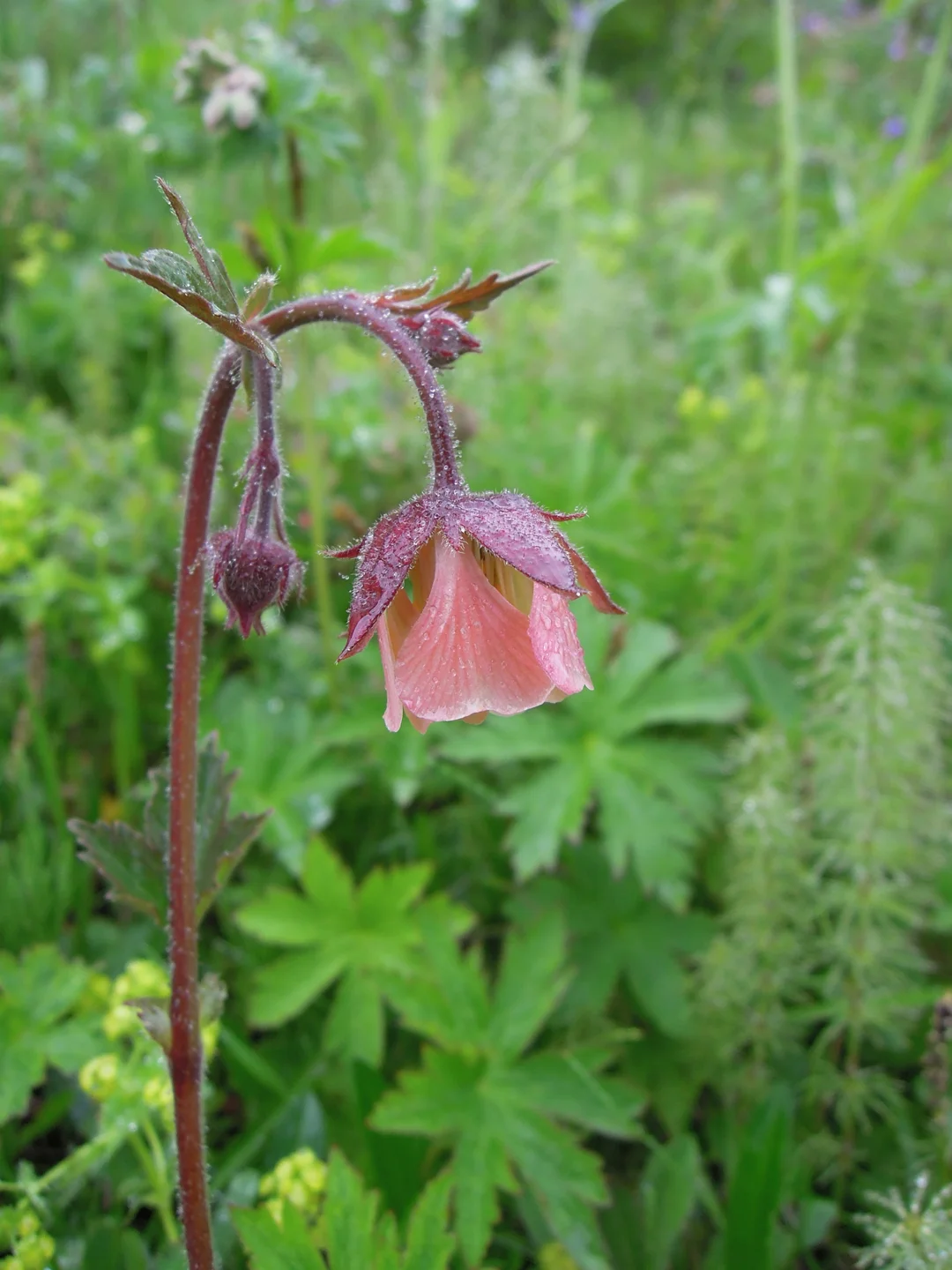 Water Avens, Gulfoss June 2013