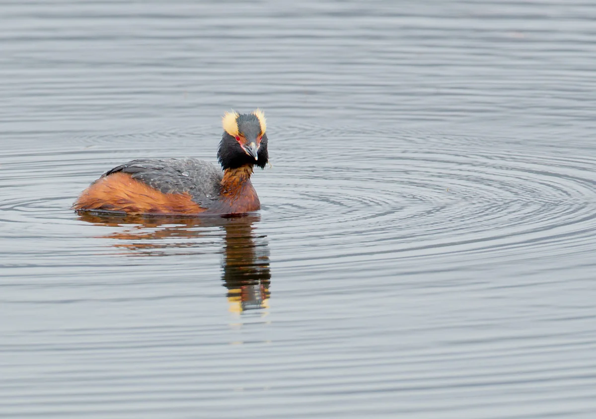 Horned Grebe, Snaefellsnes Peninsula June 2013