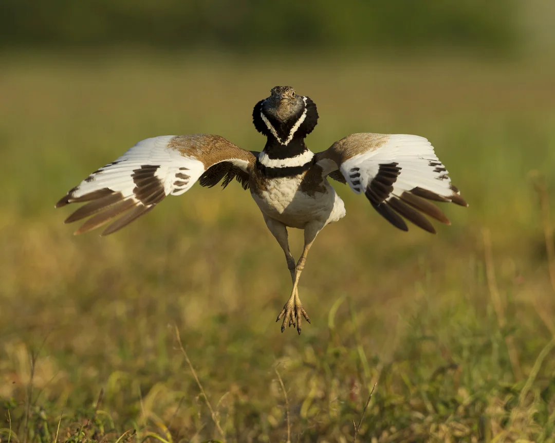 Little Bustard, Balaguer May 2011