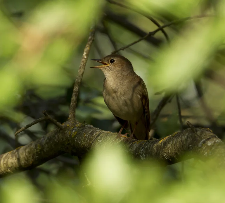 Common Nightingale, Montsonís May 2011