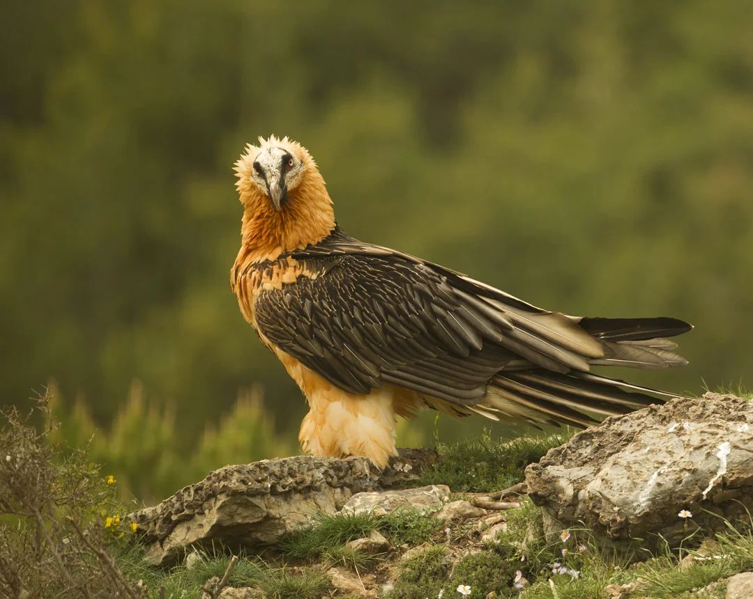 Lammergeier, Buseu May 2011
