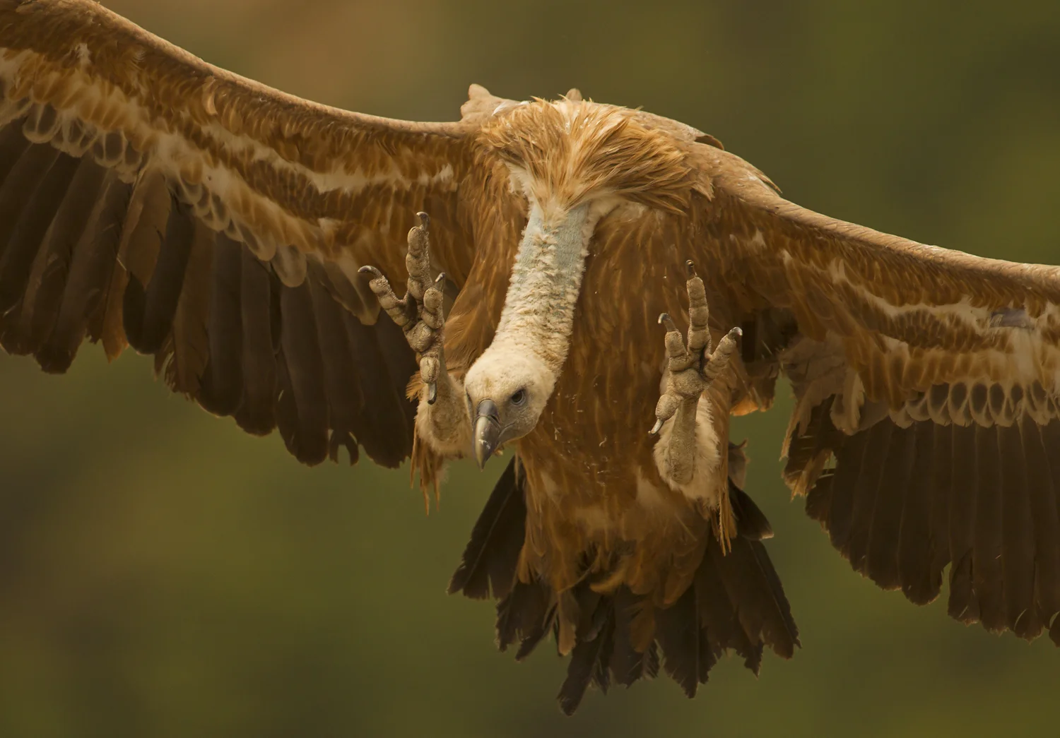 Eurasian Griffon Vulture, Buseu May 2012