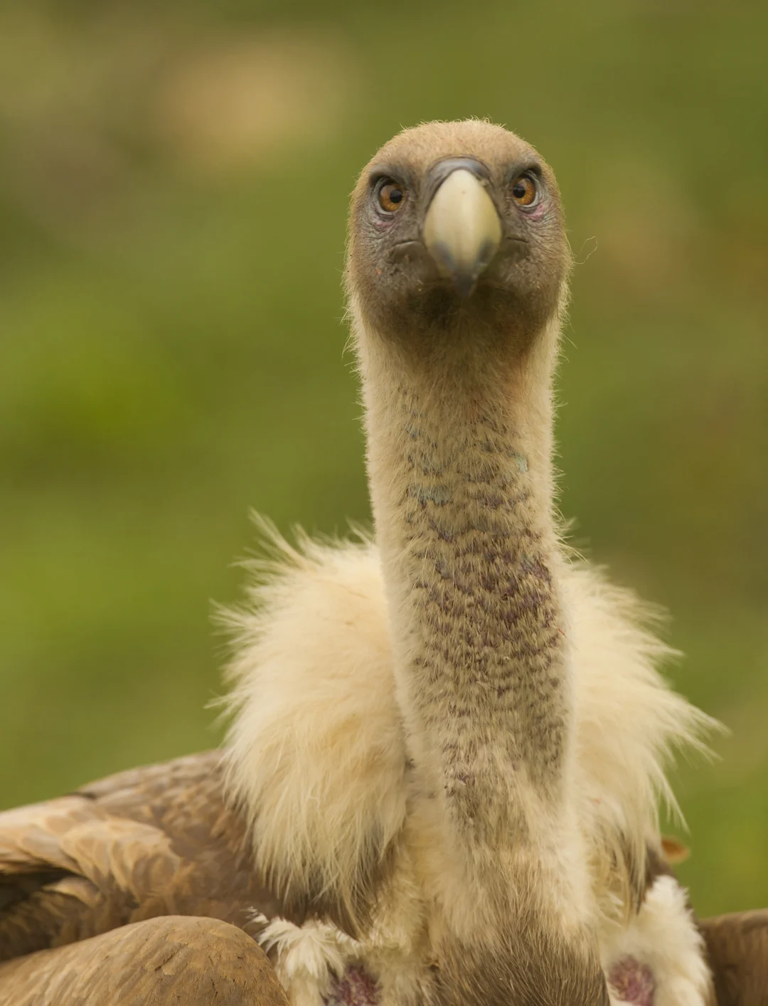 Eurasian Griffon Vulture, Buseu May 2011