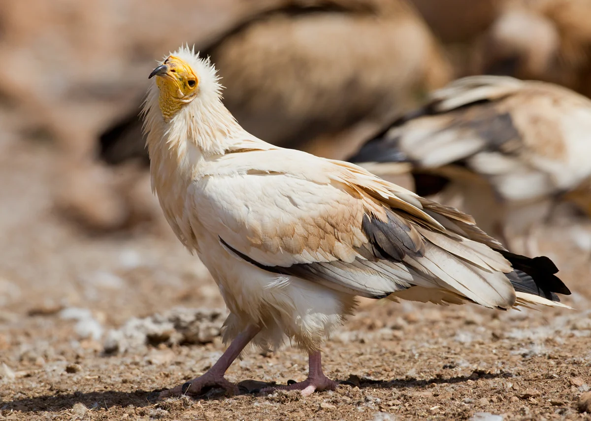 Egyptian Vulture, Serra de Boumort May 2013