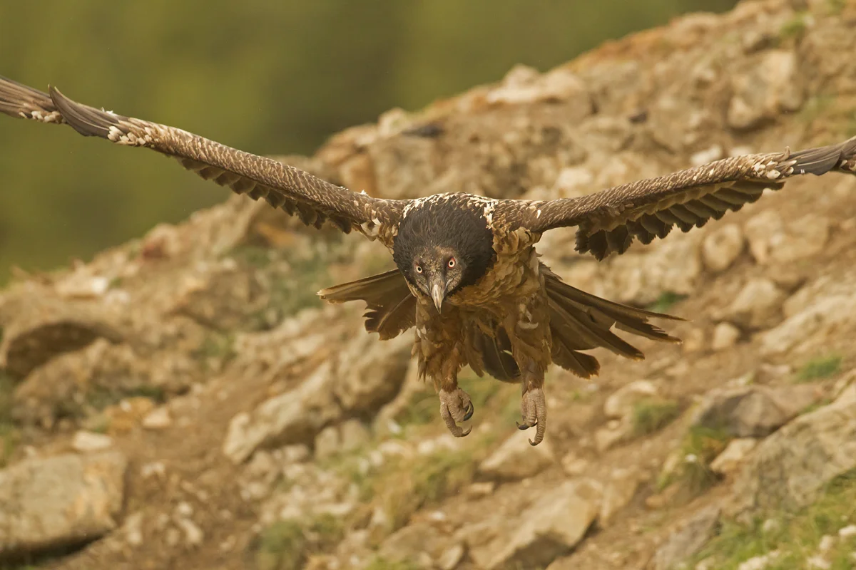 Lammergeier, Buseu May 2012