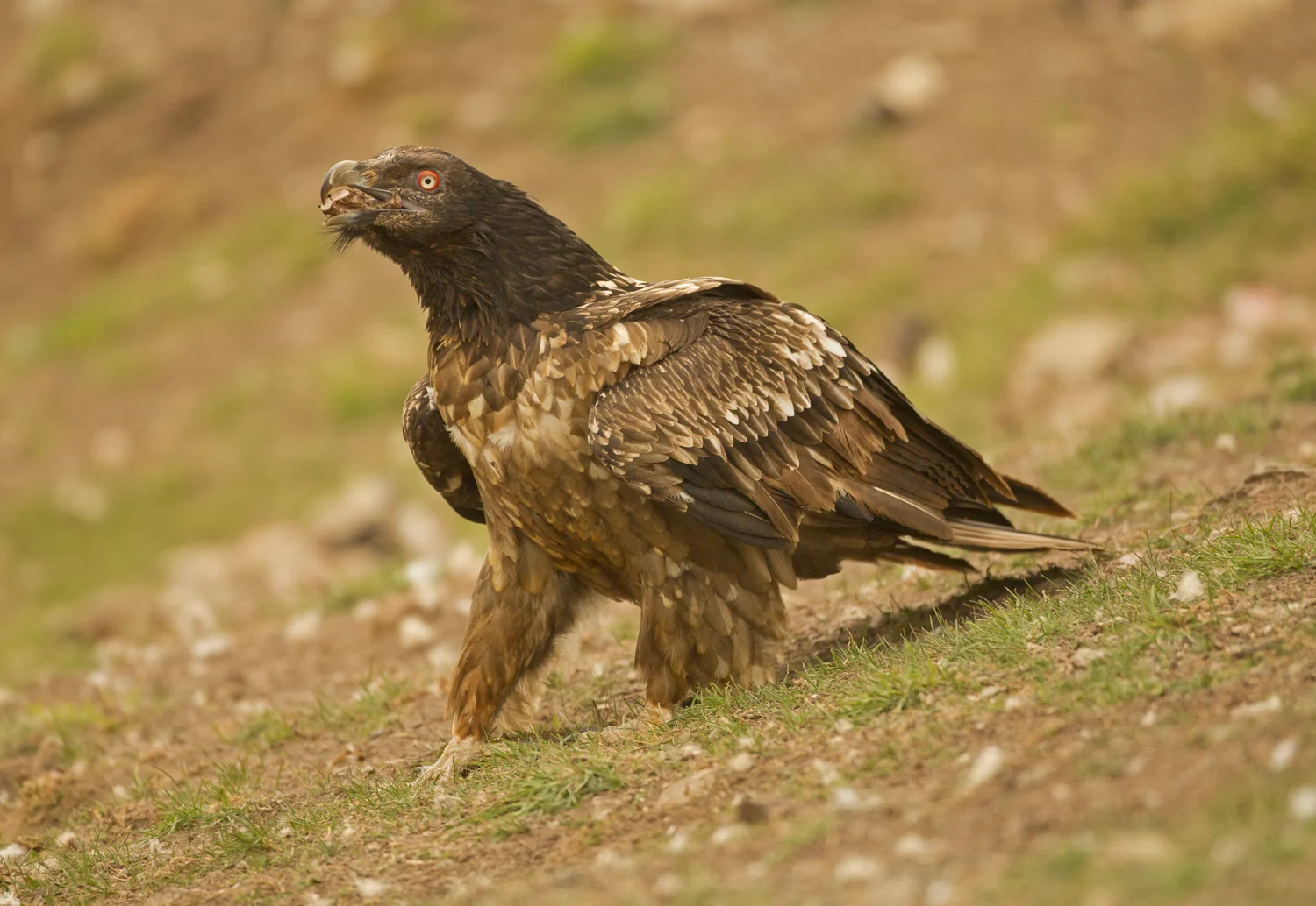 Lammergeier, Buseu May 2012