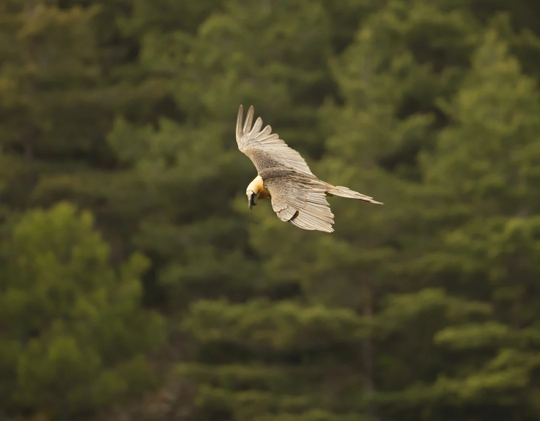 Lammergeier, Buseu May 2012