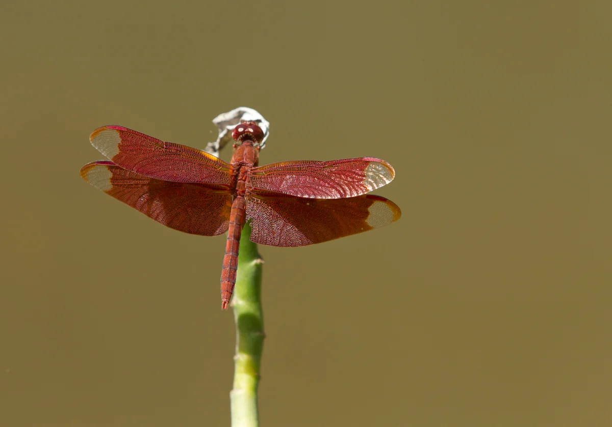 Fulvous Forest Skimmer, Bandhavgarh NP Feb 2013