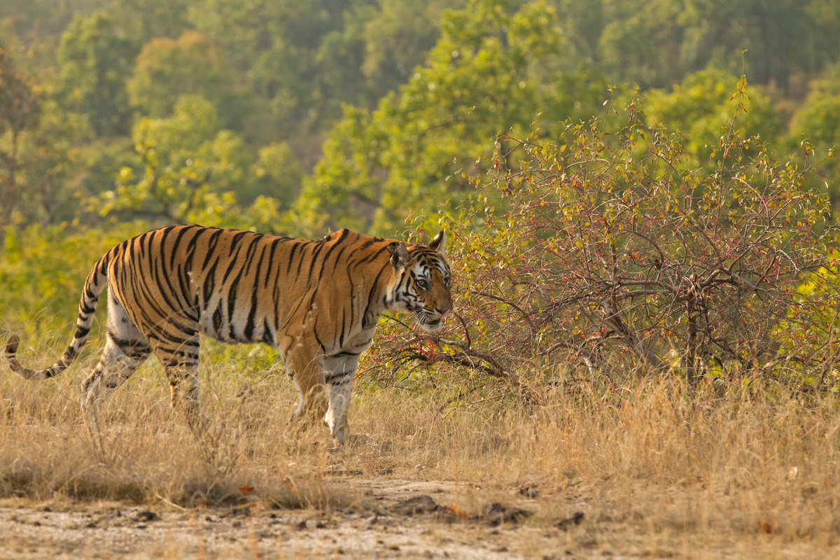 Bengal Tiger, Bandhavgarh NP Feb 2013