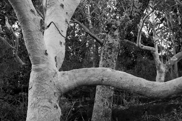 Ghost tree grove, Kanha NP Feb 2013