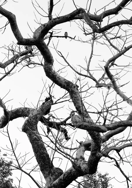 Jungle Owlet, Kanha NP Feb 2013