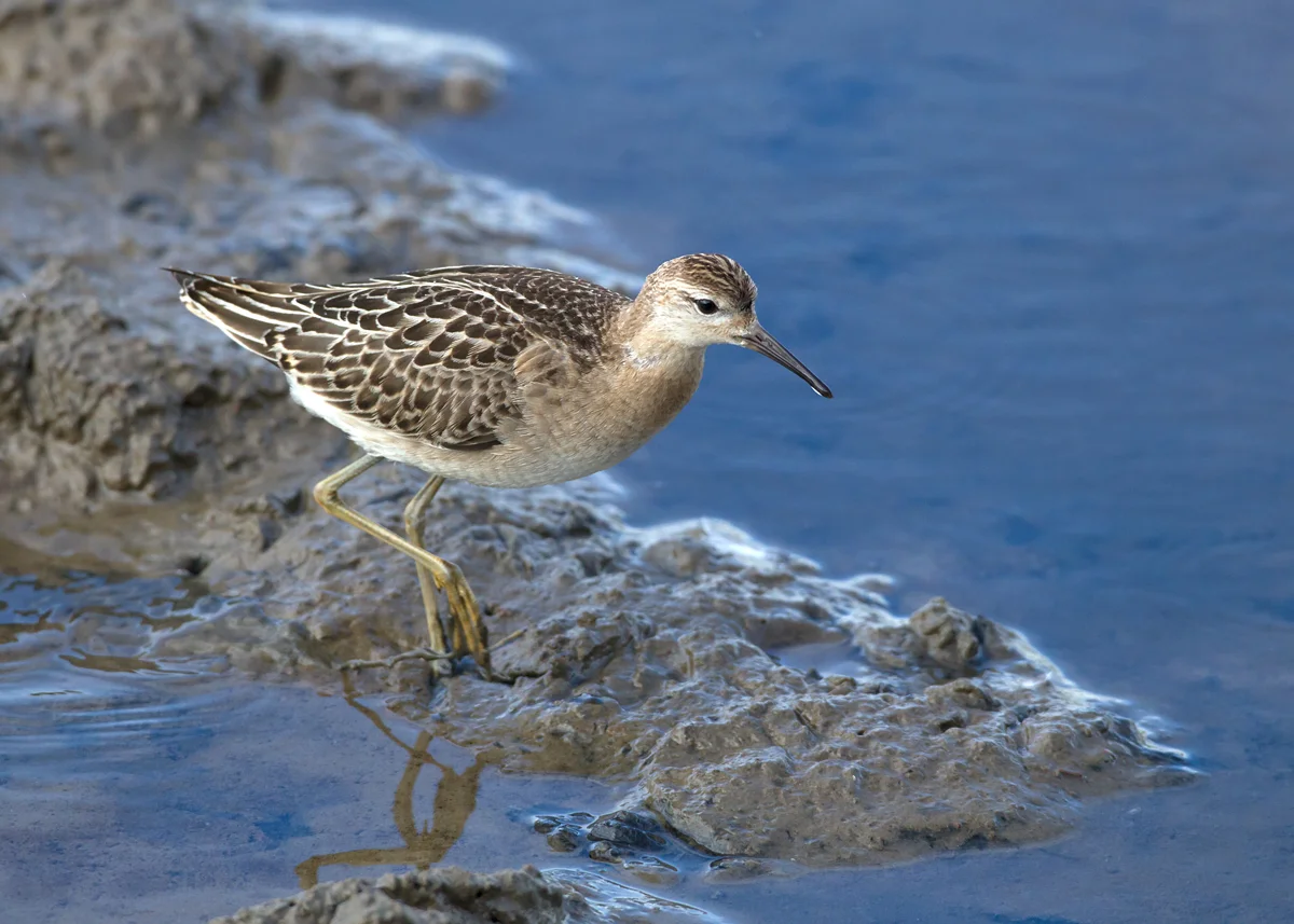 Ruff from the new Eric Morecambe hide (Mike Watson)