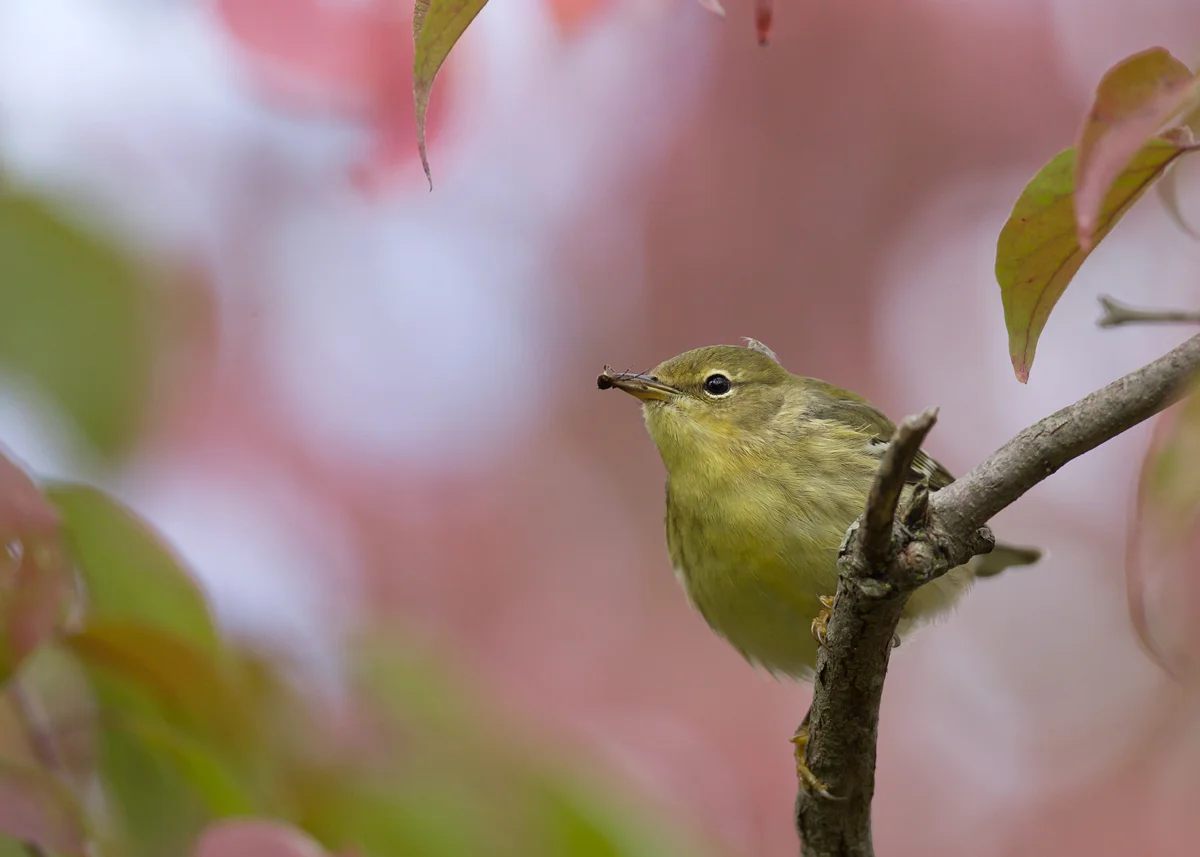 Blackpoll Warbler, Magee Marsh boardwalk (Mike Watson)