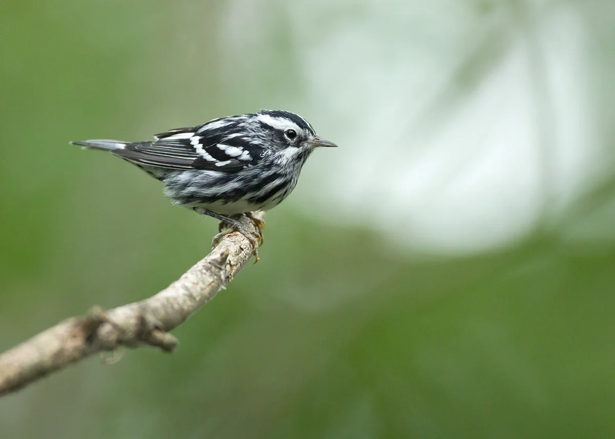 Black-and-white Warbler, Magee Marsh (Mike Watson) 