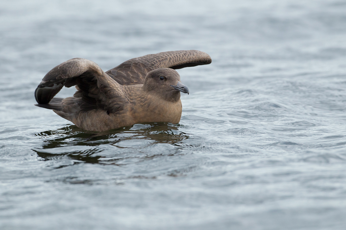 Bonxie, Audenshaw Reservoir Oct 2013