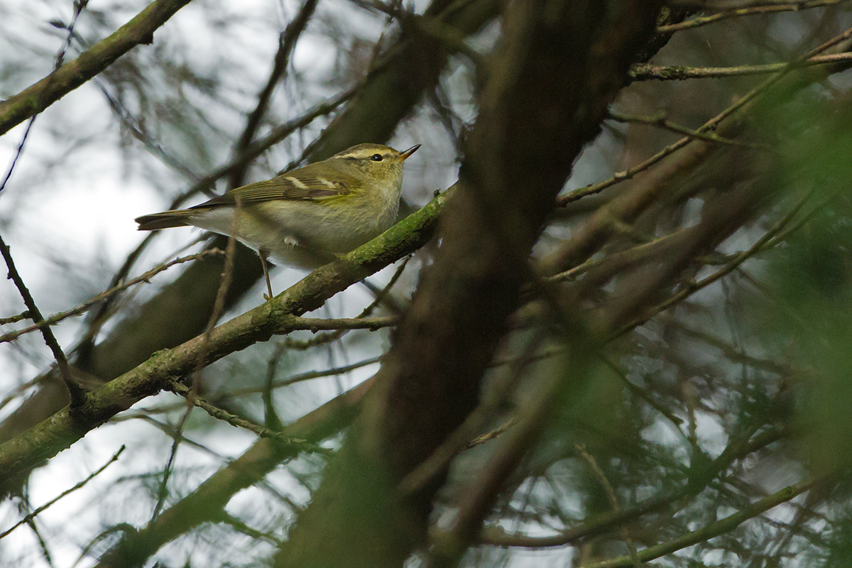 Yellow-browed Warbler, River Calder, Padiham