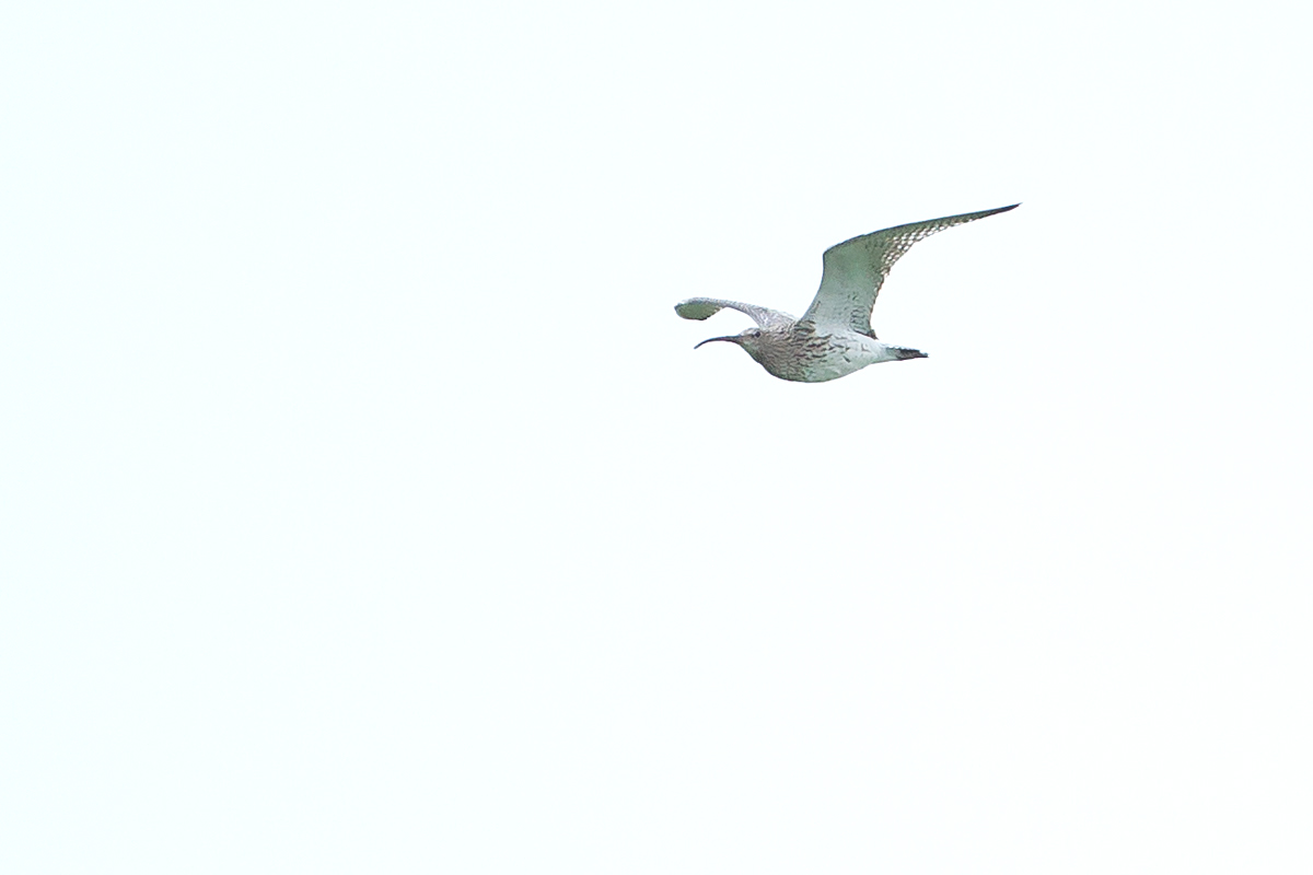 Eurasian Curlew flying west up the Ribble Valley at Ribchester