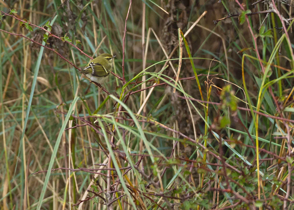 Yellow-browed Warbler, Spurn triangle
