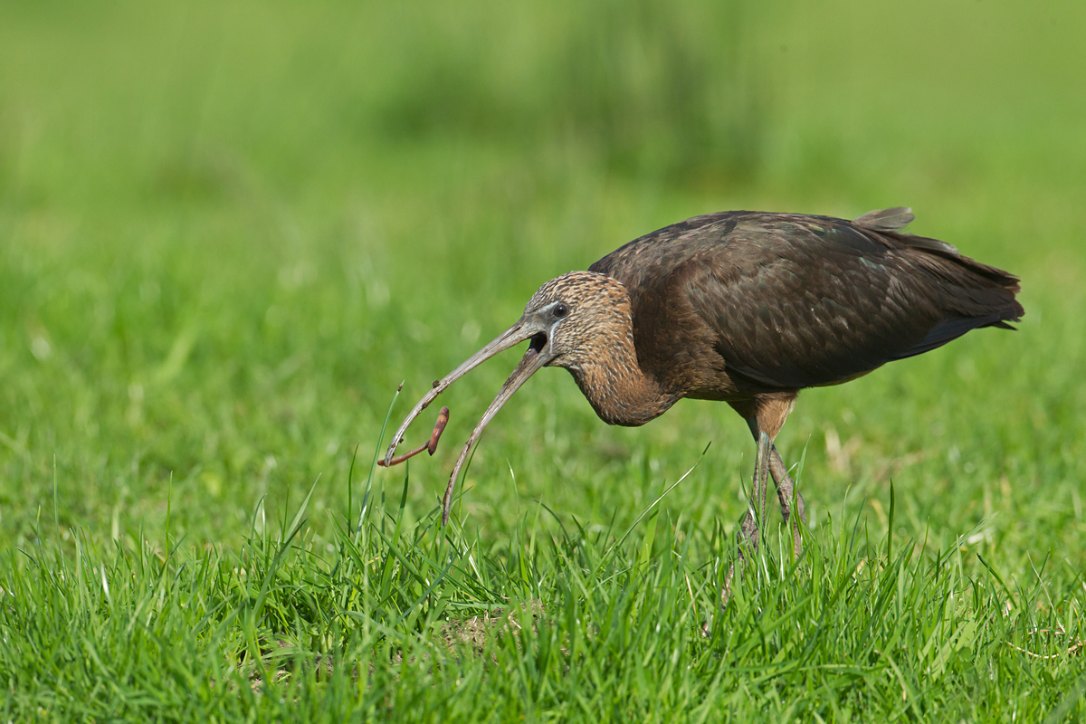 Glossy Ibis, Bob's Smithy Inn Oct 2013