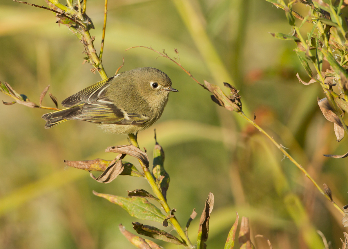 Ruby-crowned Kinglet, Cape May NJ Oct 2013