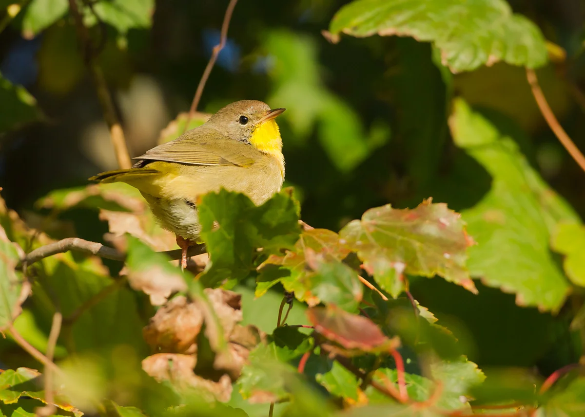 Common Yellowthroat, Cape May NJ Oct 2013
