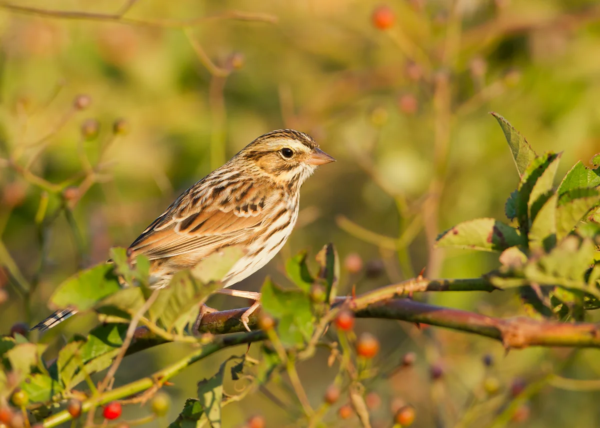 Savannah Sparrow, Cape May NJ Oct 2013