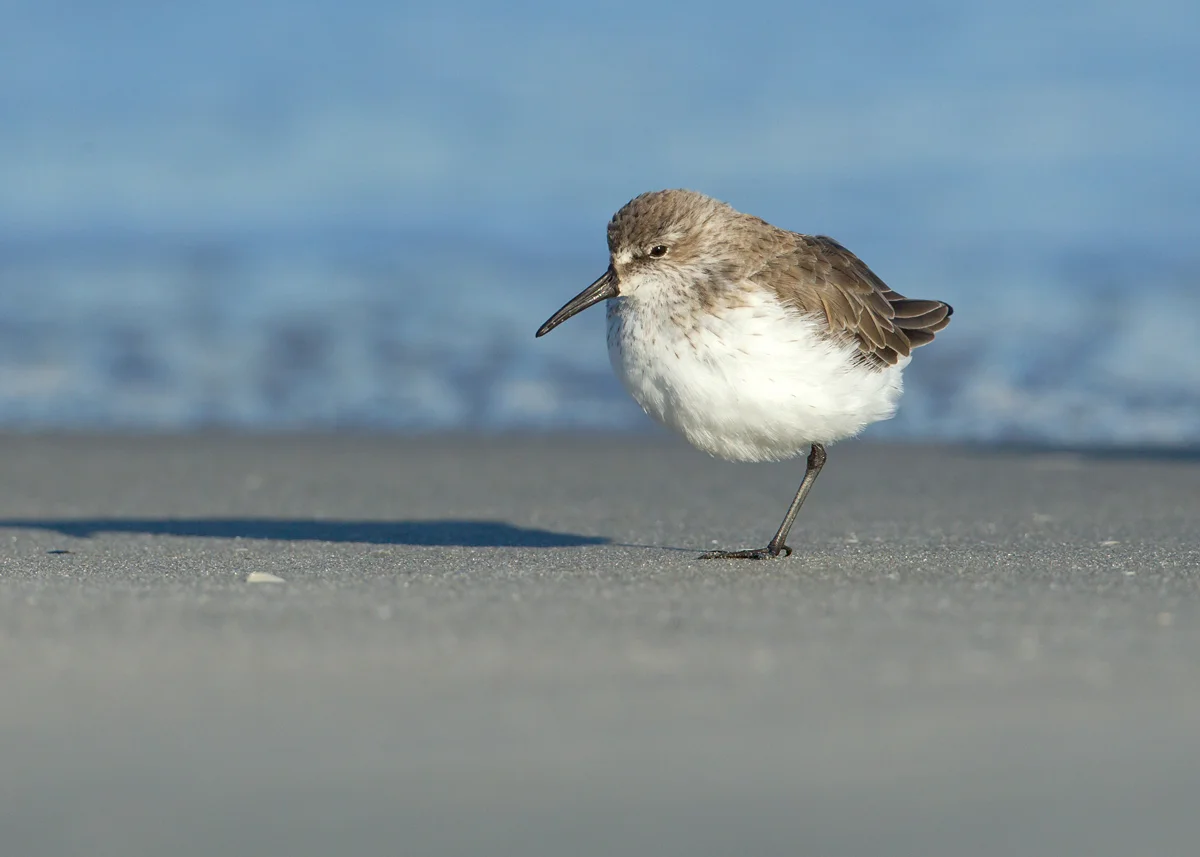 Western Sandpiper, Stone Harbor NJ Oct 2013