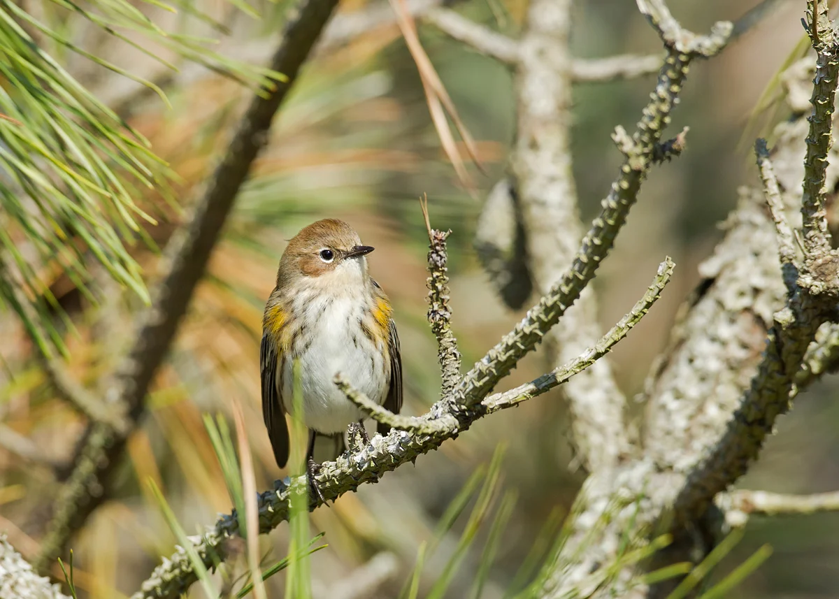 Yellow-rumped Warbler was the bird of the day with an incredible 15,000-20,000 migrating at Higbee Dyke alone! 
