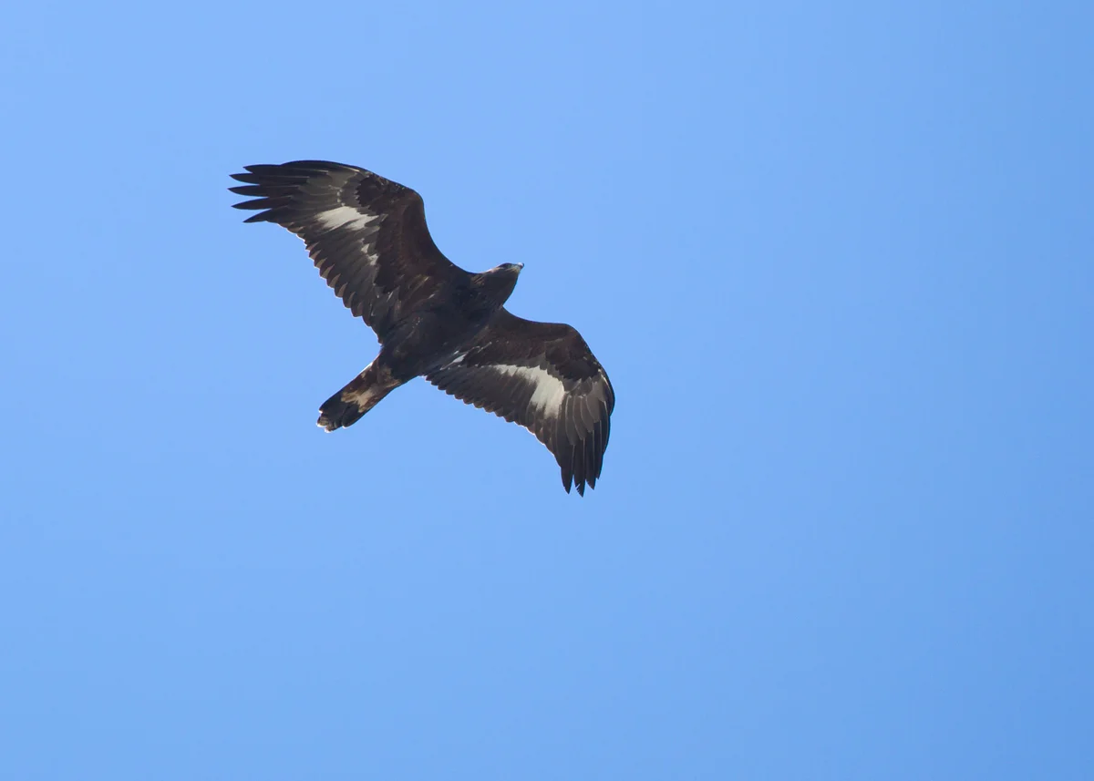 Golden Eagle is another Cape May special and this one delighted the crowds with a fly past of the Hawkwatch Platform
