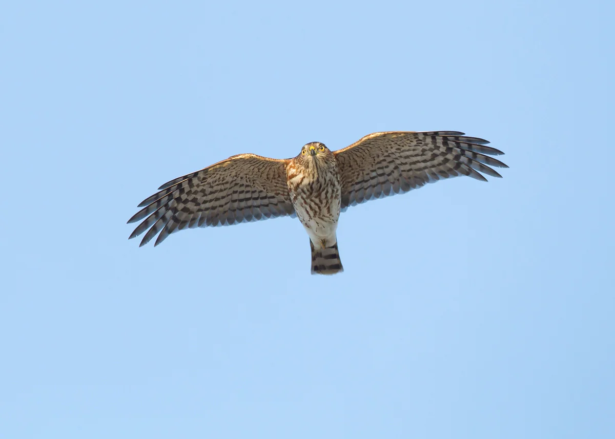 Sharp-shinned Hawk is a very prominent autumn migrant at Cape May.