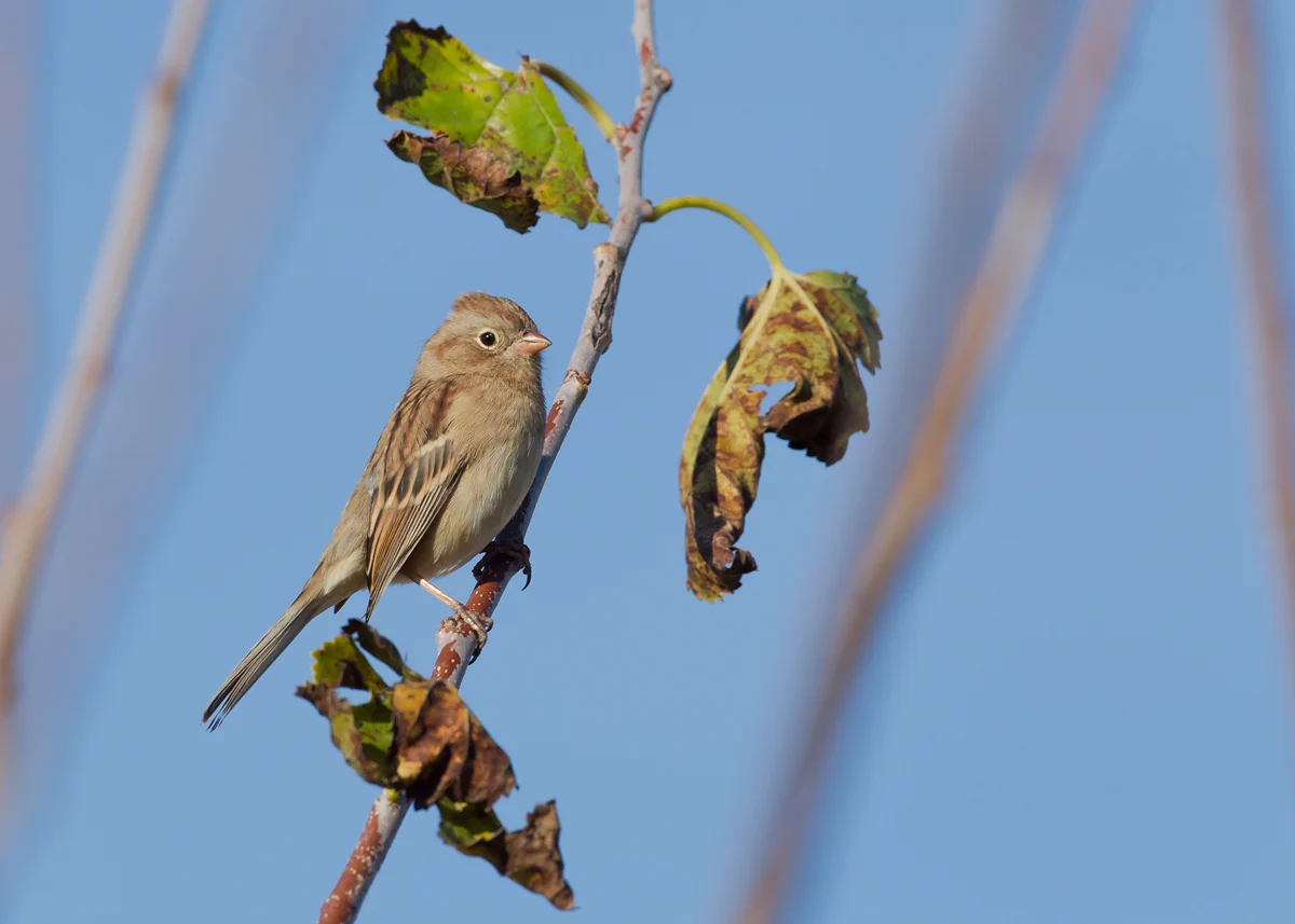 This delicate Field Sparrow obliged at the beanery.