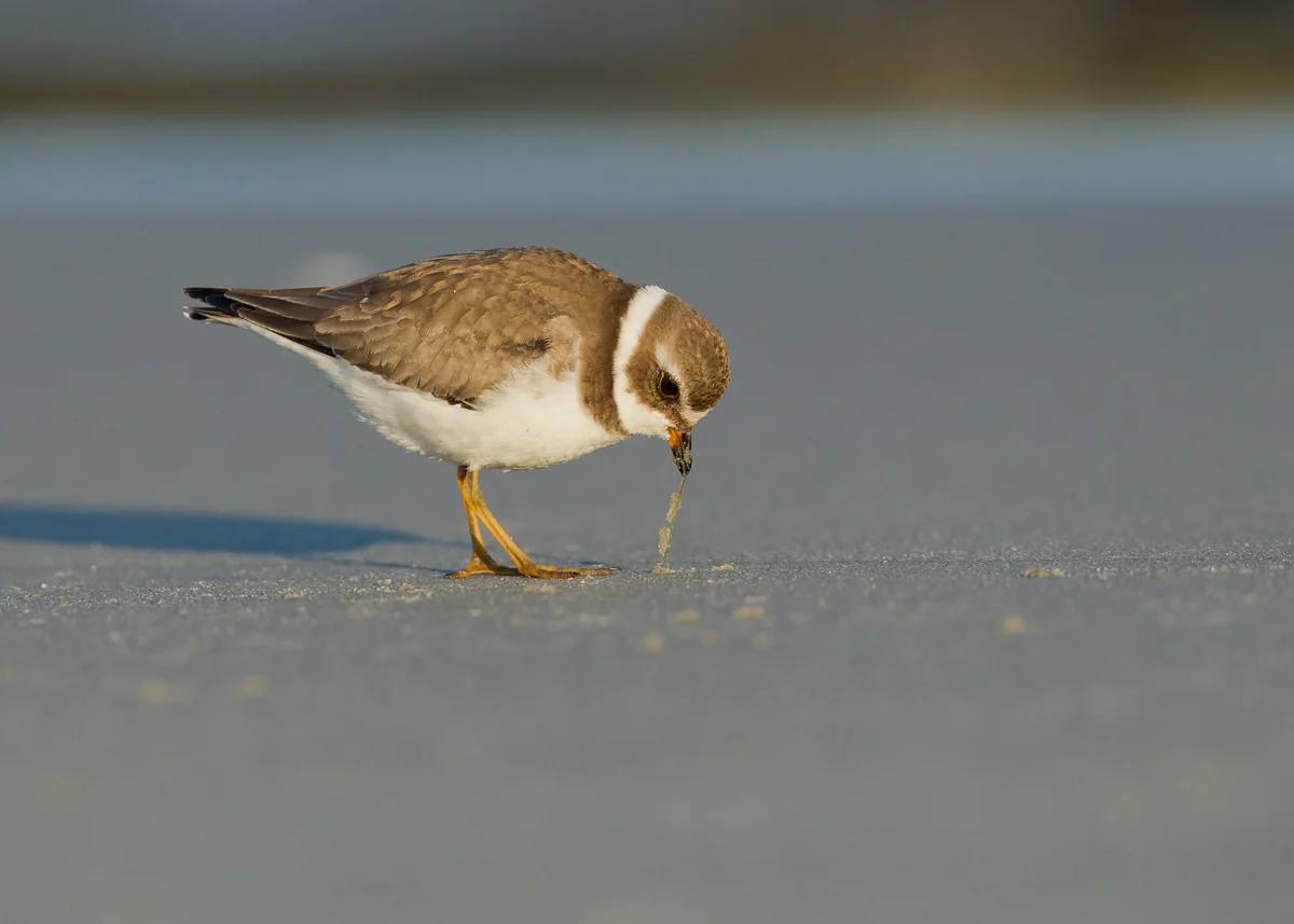 A Semi-palmated Plover feeding on the shore.
