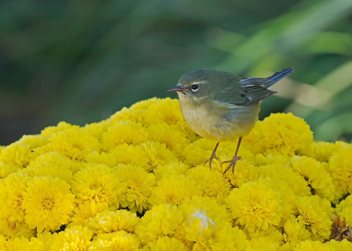 Black-throated Blue Warbler outside the Convention Hall - a late lingerer