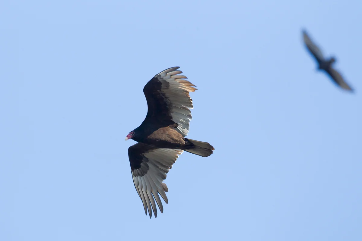 TV or Turkey Vulture!