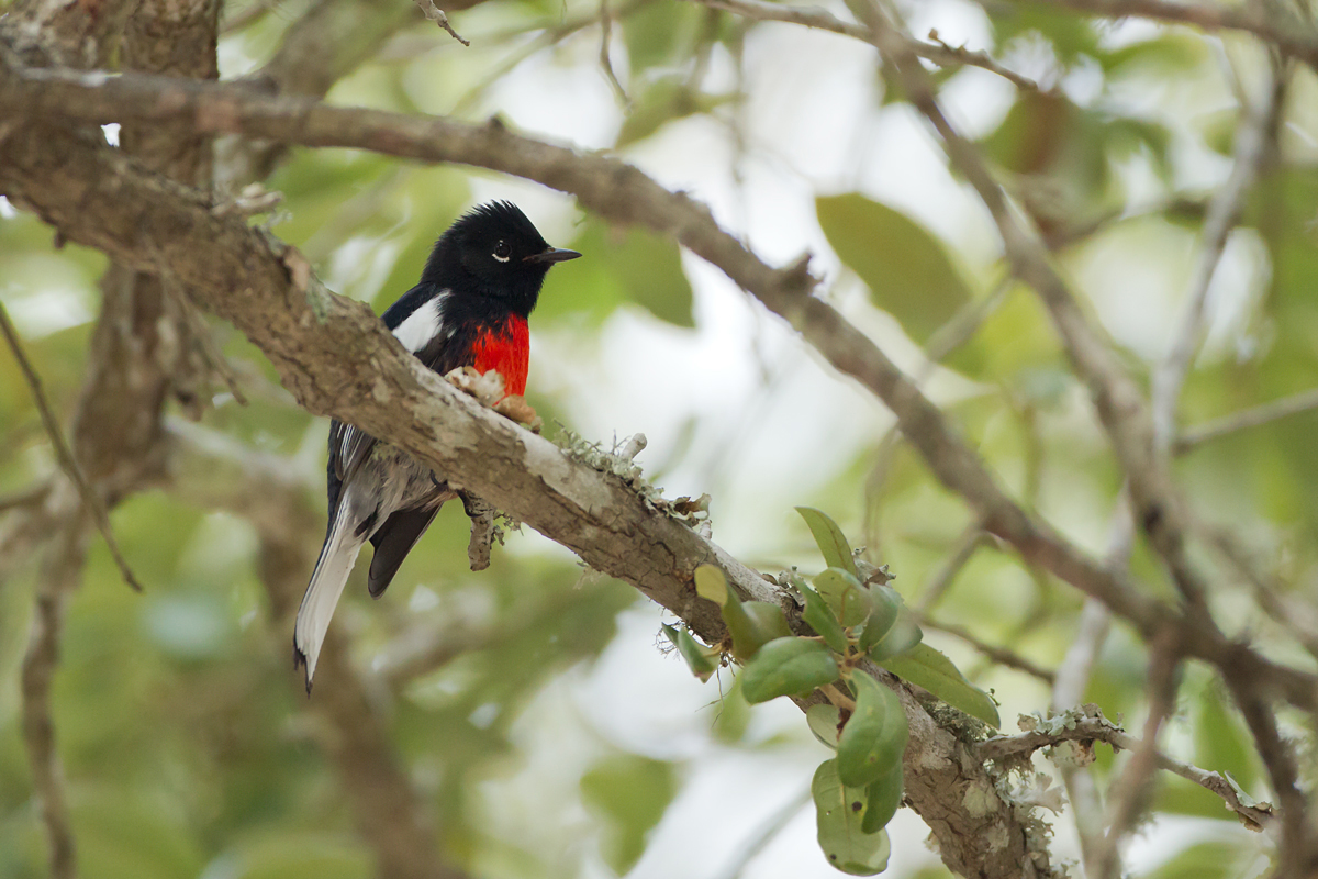 Painted Redstart (Brook County Rest Area, US281 south of Falfurrias)