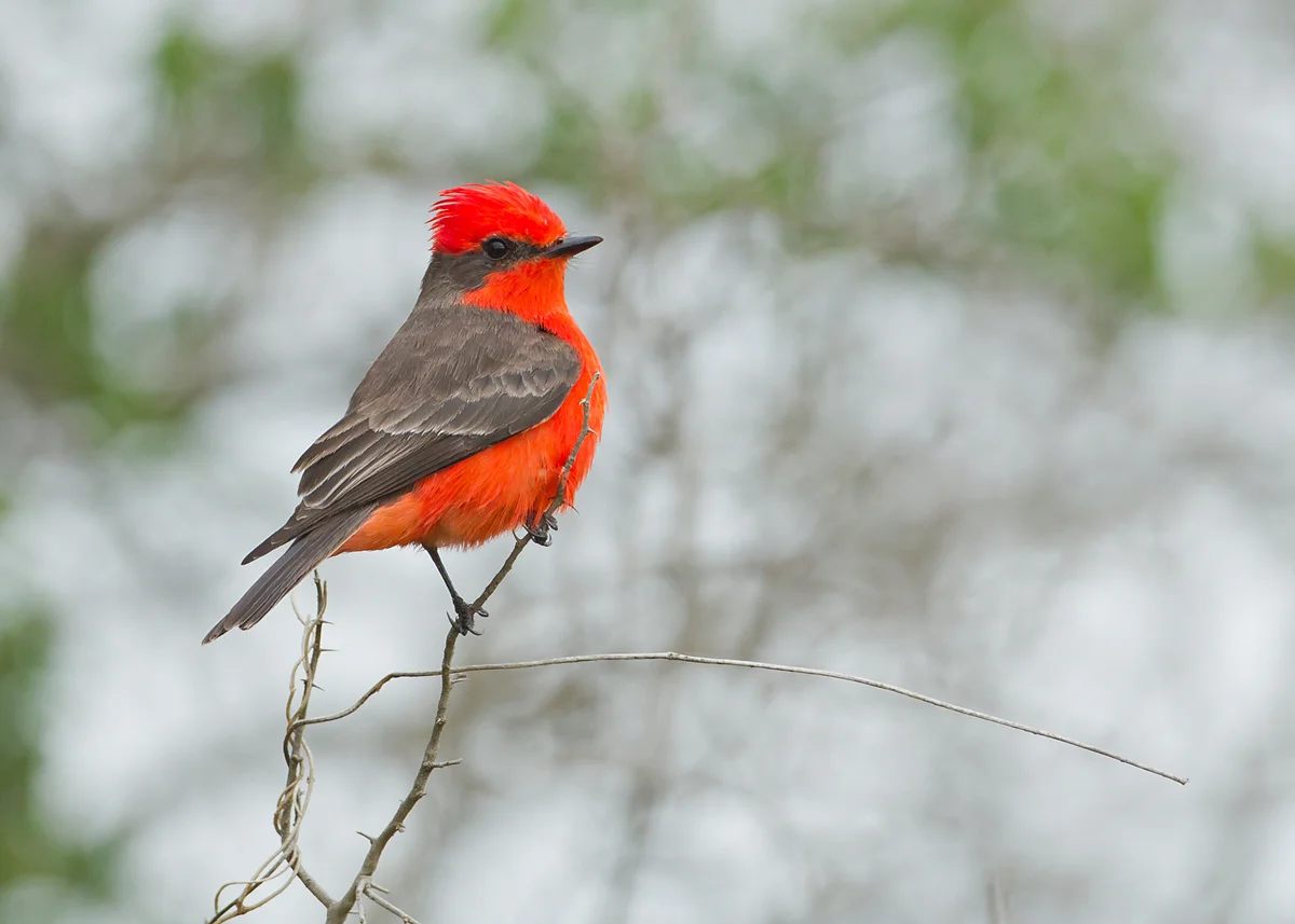 Outrageously gaudy even more or less straight out of the camera - Vermillion Flycatcher