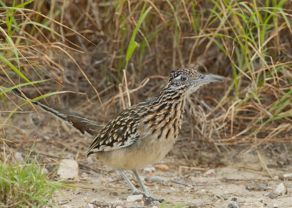 Greater Roadrunner, Falcon Dam State Park TX Nov 2013