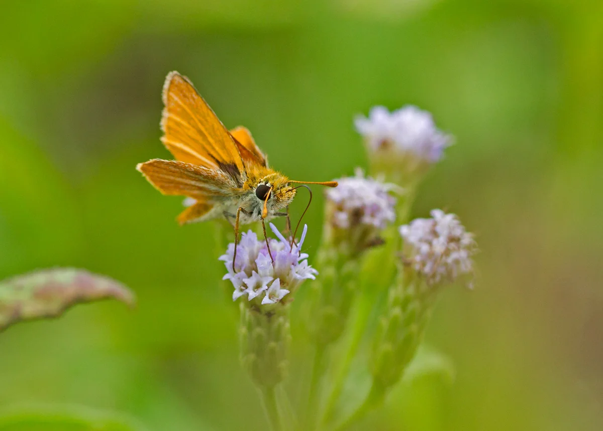 Southern Skipperling = scientific name minima, the smallest of the lot!