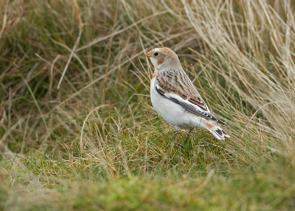 A gorgeous male Snow Bunting on lookout on Pendle Hill