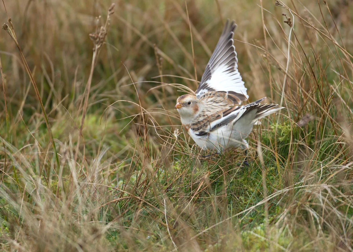 Snow Bunting take-off, Pendle Hill Nov 2013