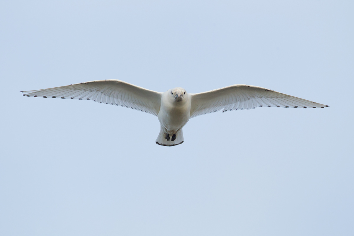 Ivory Gull incoming!