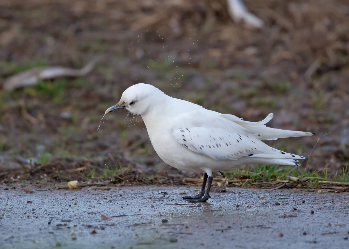 Ivory Gull, Patrington Haven, East Yorkshire Dec 2013