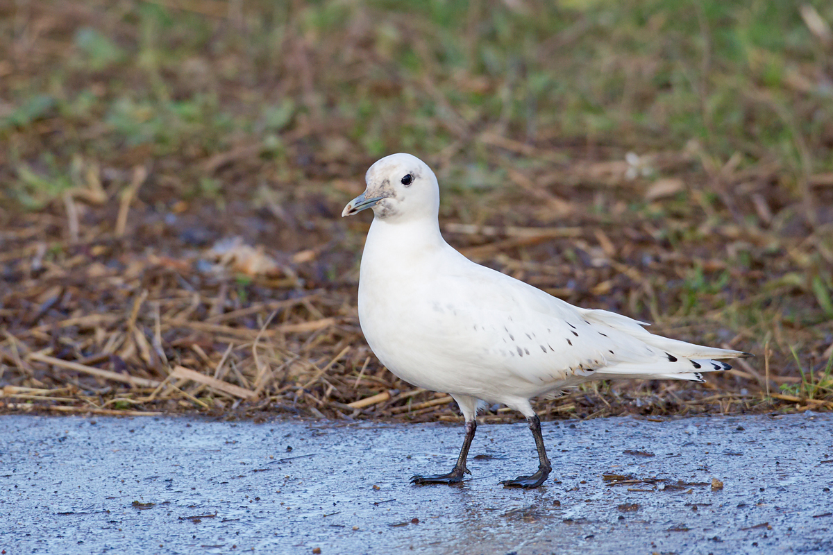 Ivory Gull, Patrington Haven Dec 2013